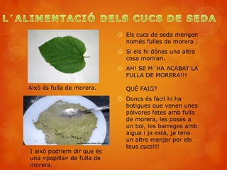  Els cucs de seda mengen
només fulles de morera .
 Si els hi dónes una altra
cosa moriran.
 AH! SE M´HA ACABAT LA
FULLA DE MORERA!!!
QUÈ FAIG?
 Doncs és fàcil hi ha
botigues que venen unes
pólvores fetes amb fulla
de morera, les poses a
un bol, les barreges amb
aigua i ja està, ja tens
un altre menjar per els
teus cucs!!!
I això podríem dir que és
una «papilla» de fulla de
morera.
Això és fulla de morera.
 
