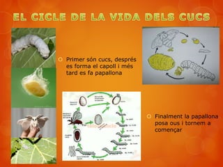 Primer són cucs, després
es forma el capoll i més
tard es fa papallona
 Finalment la papallona
posa ous i tornem a
començar
 