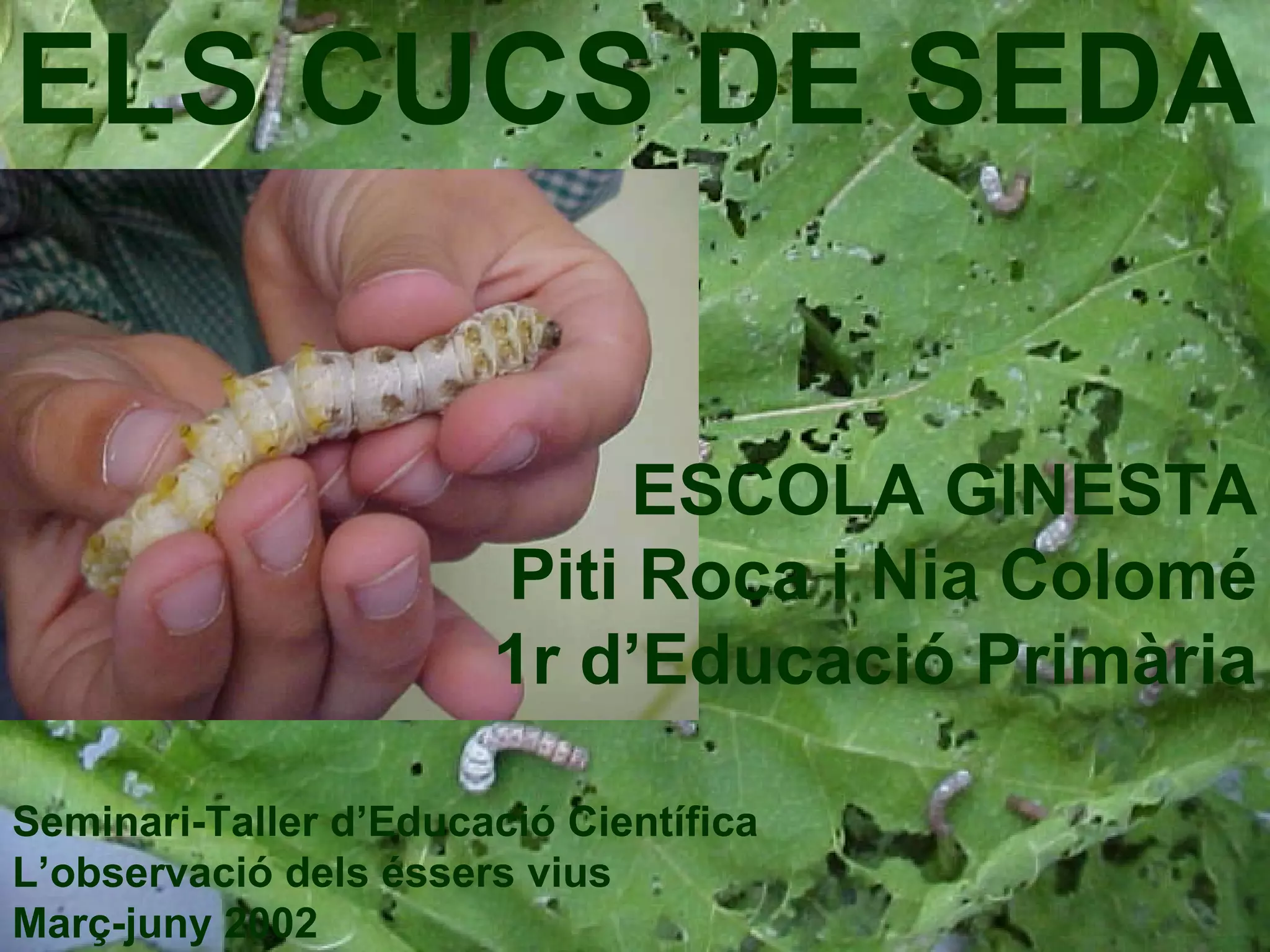 ELS CUCS DE SEDA Seminari-Taller d’Educació Científica L’observació dels éssers vius  Març-juny 2002 ESCOLA GINESTA Piti Roca i Nia Colomé 1r d’Educació Primària 