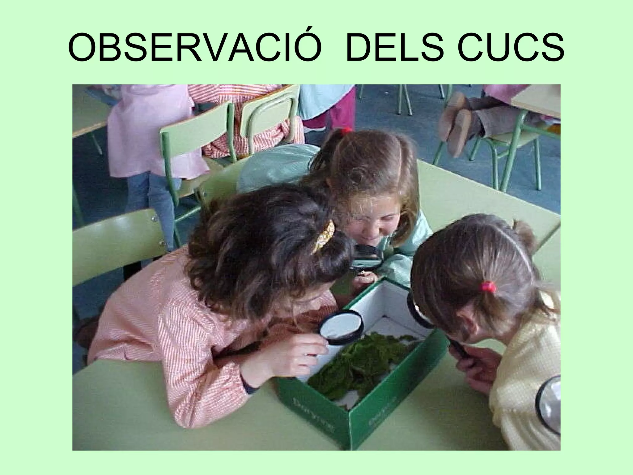 OBSERVACIÓ  DELS CUCS 