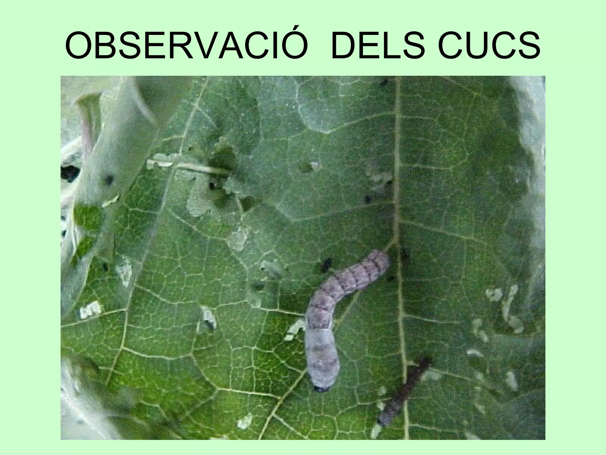 OBSERVACIÓ  DELS CUCS 