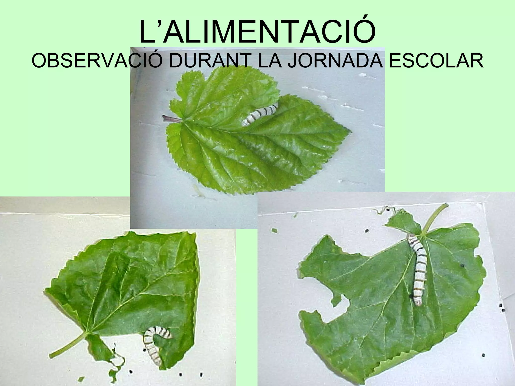 L’ALIMENTACIÓ OBSERVACIÓ DURANT LA JORNADA ESCOLAR 