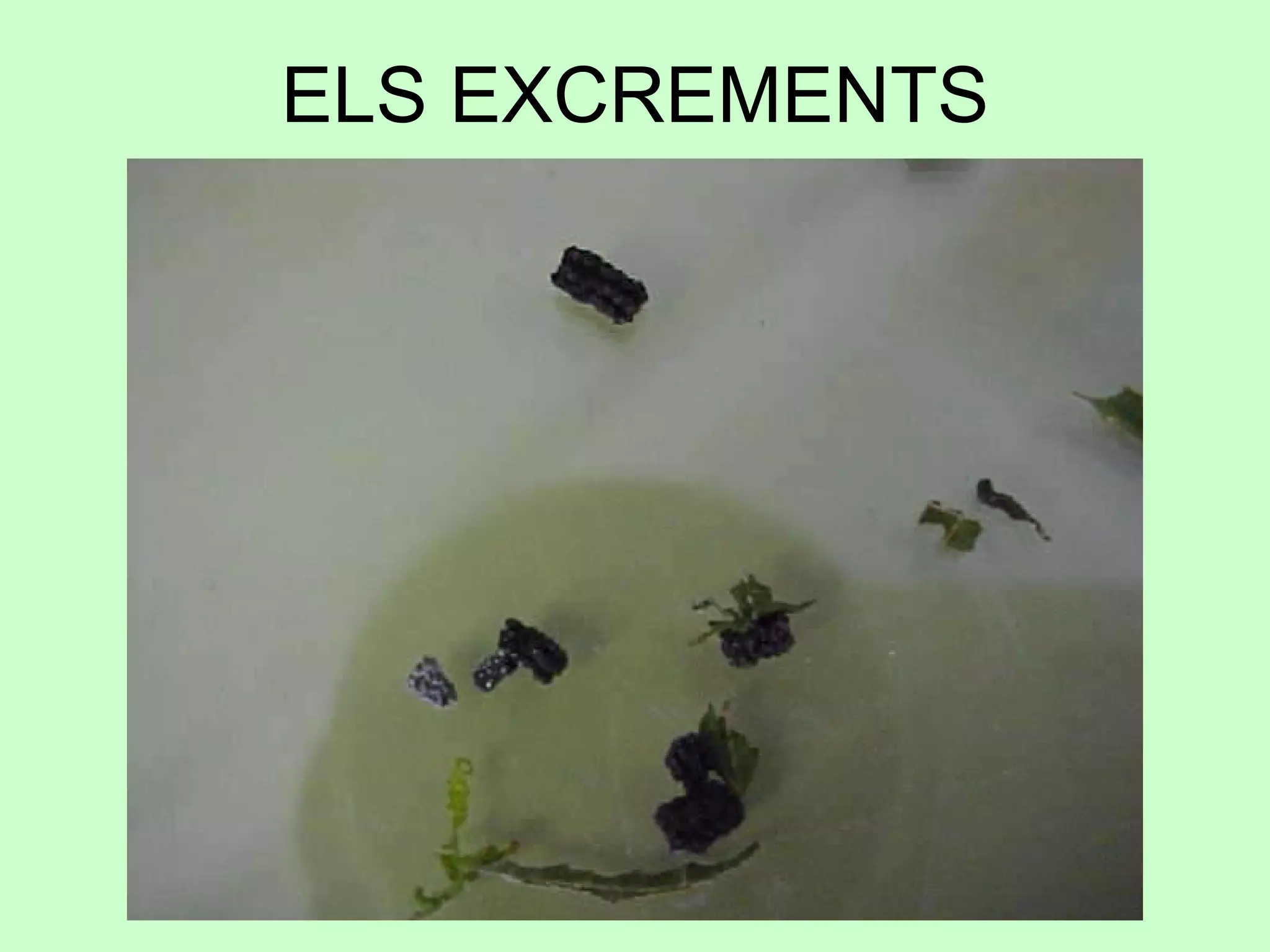 ELS EXCREMENTS 