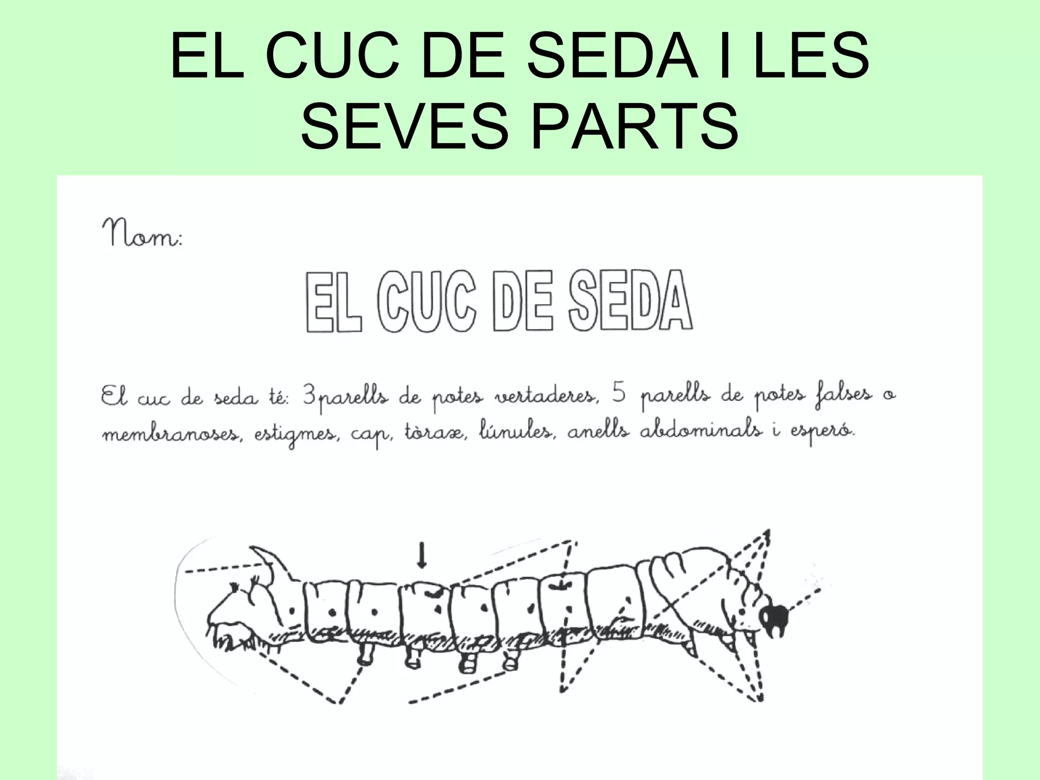 EL CUC DE SEDA I LES SEVES PARTS 