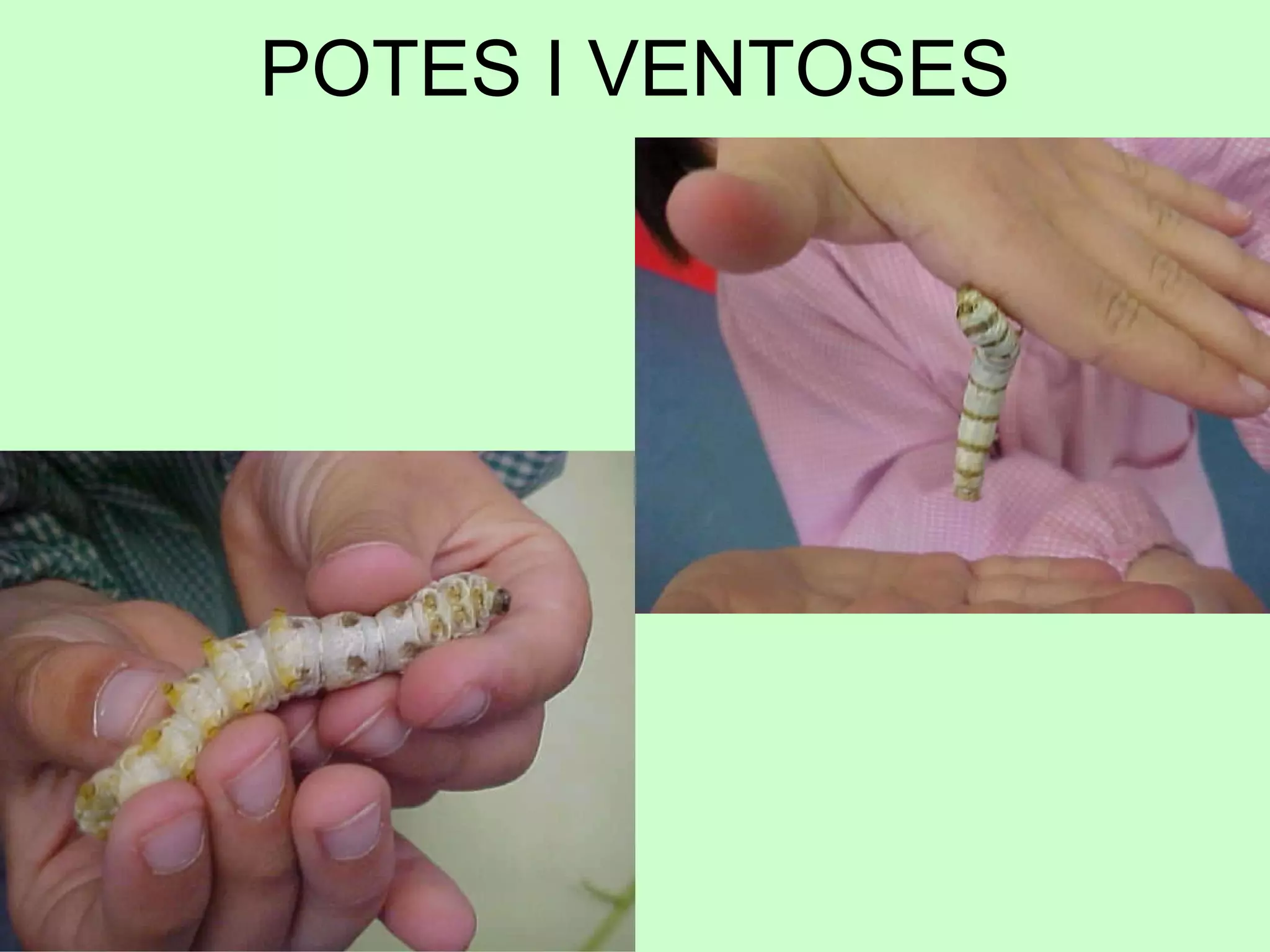 POTES I VENTOSES 