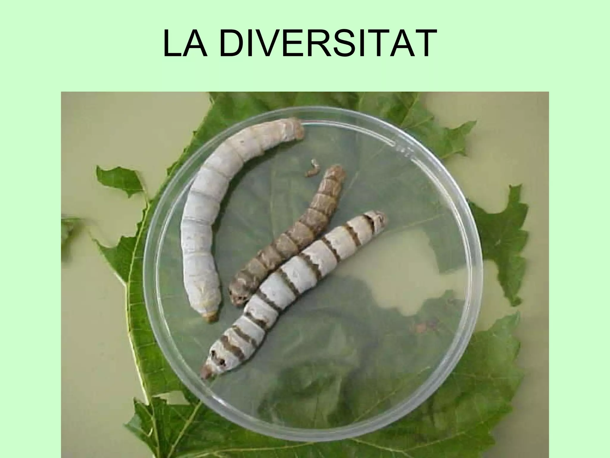 LA DIVERSITAT  