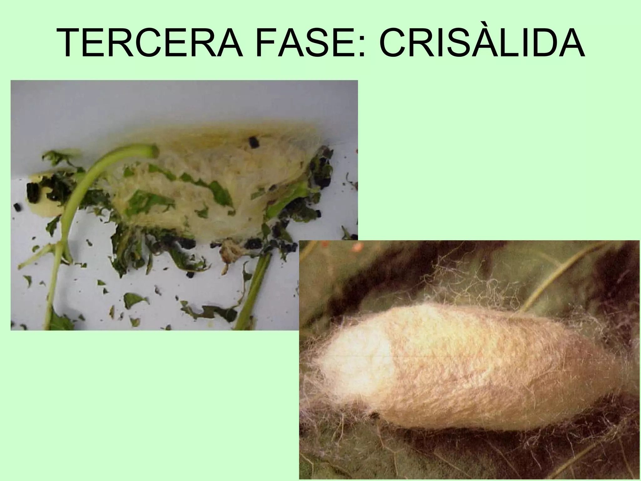 TERCERA FASE: CRISÀLIDA 