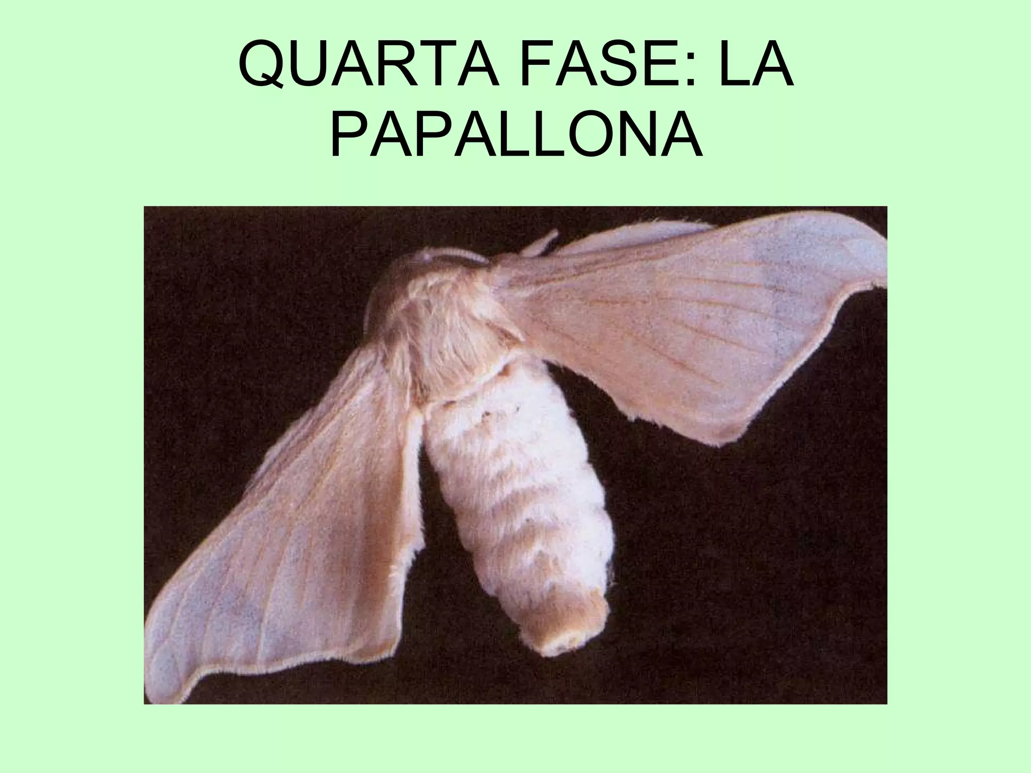 QUARTA FASE: LA PAPALLONA 
