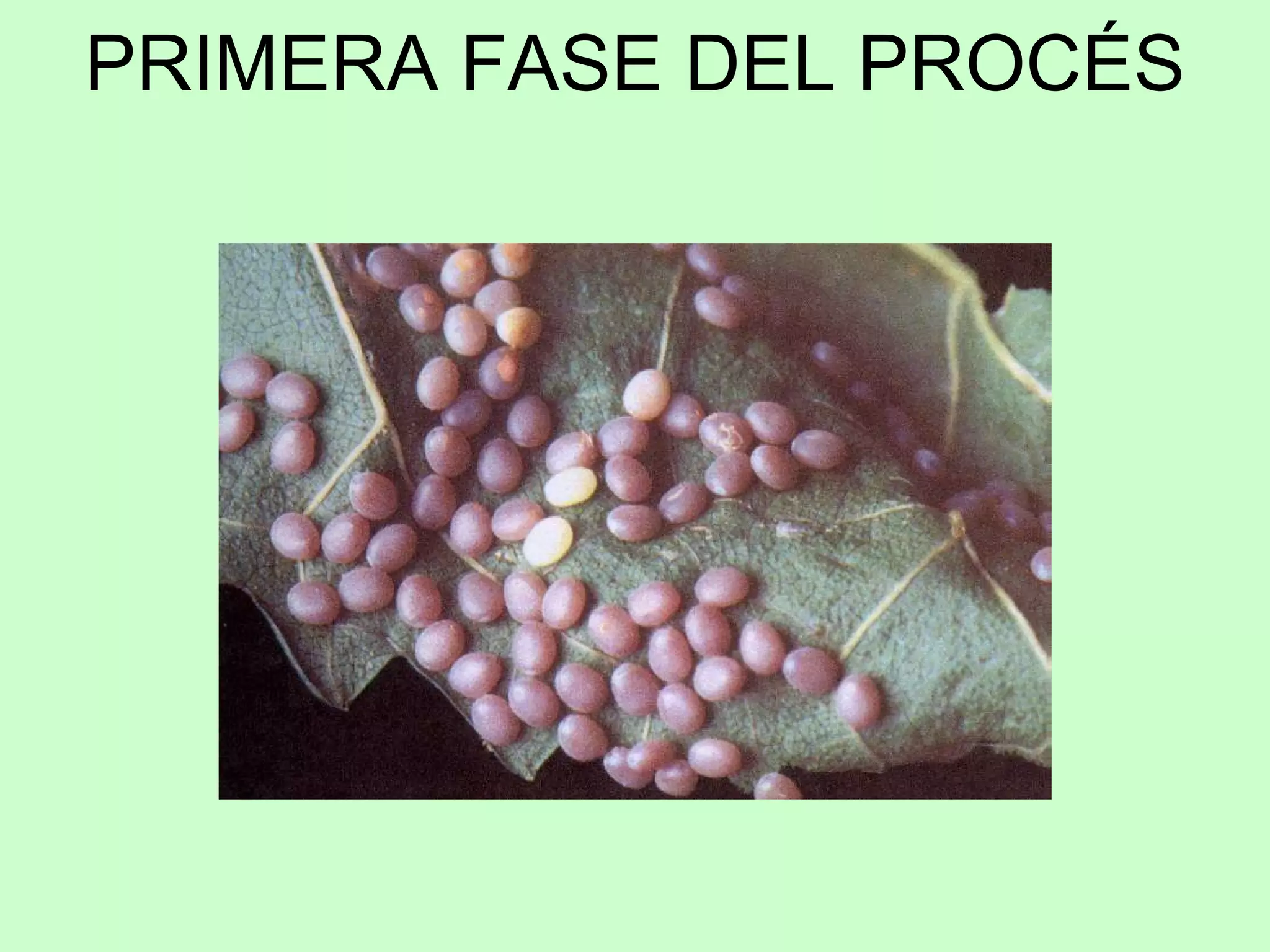 PRIMERA FASE DEL PROCÉS 