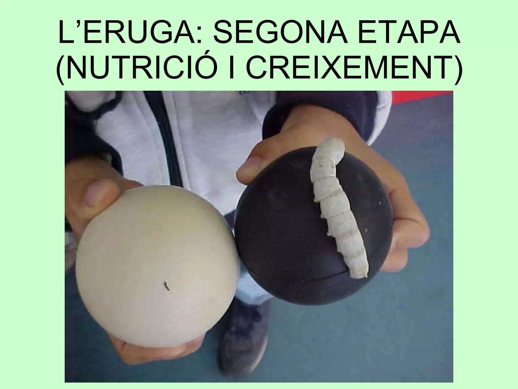 L’ERUGA: SEGONA ETAPA (NUTRICIÓ I CREIXEMENT) 