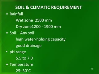 SOIL & CLIMATIC REQUIREMENT
• Rainfall
Wet zone 2500 mm
Dry zone1200 - 1900 mm
• Soil – Any soil
high water-holding capacity
good drainage
• pH range
5.5 to 7.0
• Temperature
25–30˚С
11
 