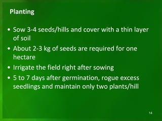 Planting
• Sow 3-4 seeds/hills and cover with a thin layer
of soil
• About 2-3 kg of seeds are required for one
hectare
• Irrigate the field right after sowing
• 5 to 7 days after germination, rogue excess
seedlings and maintain only two plants/hill
14
 