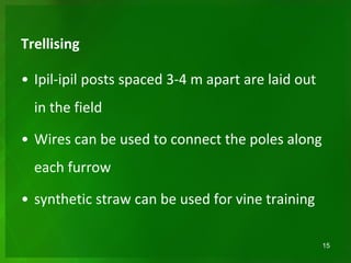 Trellising
• Ipil-ipil posts spaced 3-4 m apart are laid out
in the field
• Wires can be used to connect the poles along
each furrow
• synthetic straw can be used for vine training
15
 