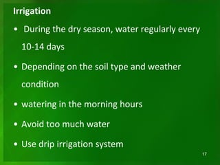 Irrigation
• During the dry season, water regularly every
10-14 days
• Depending on the soil type and weather
condition
• watering in the morning hours
• Avoid too much water
• Use drip irrigation system
17
 