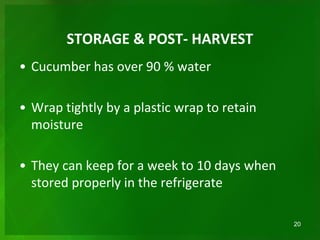 STORAGE & POST- HARVEST
• Cucumber has over 90 % water
• Wrap tightly by a plastic wrap to retain
moisture
• They can keep for a week to 10 days when
stored properly in the refrigerate
20
 