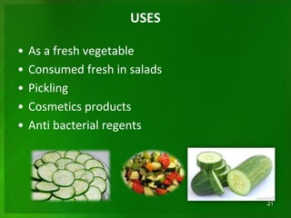 USES
• As a fresh vegetable
• Consumed fresh in salads
• Pickling
• Cosmetics products
• Anti bacterial regents
21
 