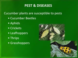 PEST & DISEASES
Cucumber plants are susceptible to pests
• Cucumber Beetles
• Aphids
• Crickets
• Leafhoppers
• Thrips
• Grasshoppers
22
 