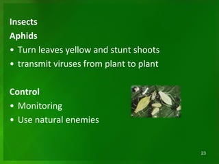 Insects
Aphids
• Turn leaves yellow and stunt shoots
• transmit viruses from plant to plant
Control
• Monitoring
• Use natural enemies
23
 