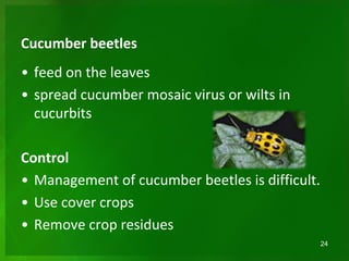 Cucumber beetles
• feed on the leaves
• spread cucumber mosaic virus or wilts in
cucurbits
Control
• Management of cucumber beetles is difficult.
• Use cover crops
• Remove crop residues
24
 