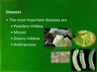 Diseases
• The most important diseases are
• Powdery mildew
• Mosaic
• Downy mildew
• Anthracnose
25
 