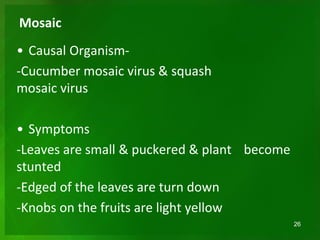 Mosaic
• Causal Organism-
-Cucumber mosaic virus & squash
mosaic virus
• Symptoms
-Leaves are small & puckered & plant become
stunted
-Edged of the leaves are turn down
-Knobs on the fruits are light yellow
26
 