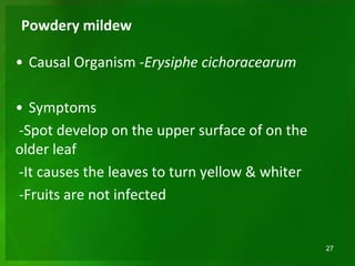Powdery mildew
• Causal Organism -Erysiphe cichoracearum
• Symptoms
-Spot develop on the upper surface of on the
older leaf
-It causes the leaves to turn yellow & whiter
-Fruits are not infected
27
 