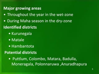 Major growing areas
• Throughout the year in the wet-zone
• During Maha season in the dry-zone
Identified districts
• Kurunegala
• Matale
• Hambantota
Potential districts
• Puttlum, Colombo, Matara, Badulla,
Moneragala, Polonnaruwa ,Anuradhapura
5
 