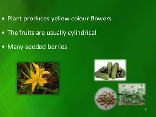 • Plant produces yellow colour flowers
• The fruits are usually cylindrical
• Many-seeded berries
7
 