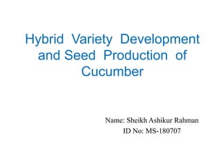 Hybrid Variety Development
and Seed Production of
Cucumber
Name: Sheikh Ashikur Rahman
ID No: MS-180707
 