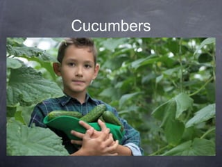 Cucumbers
 