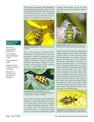 Kellu Insect Cucumber Beetles: Organic and Biorational Integrated Pest Management | PDF