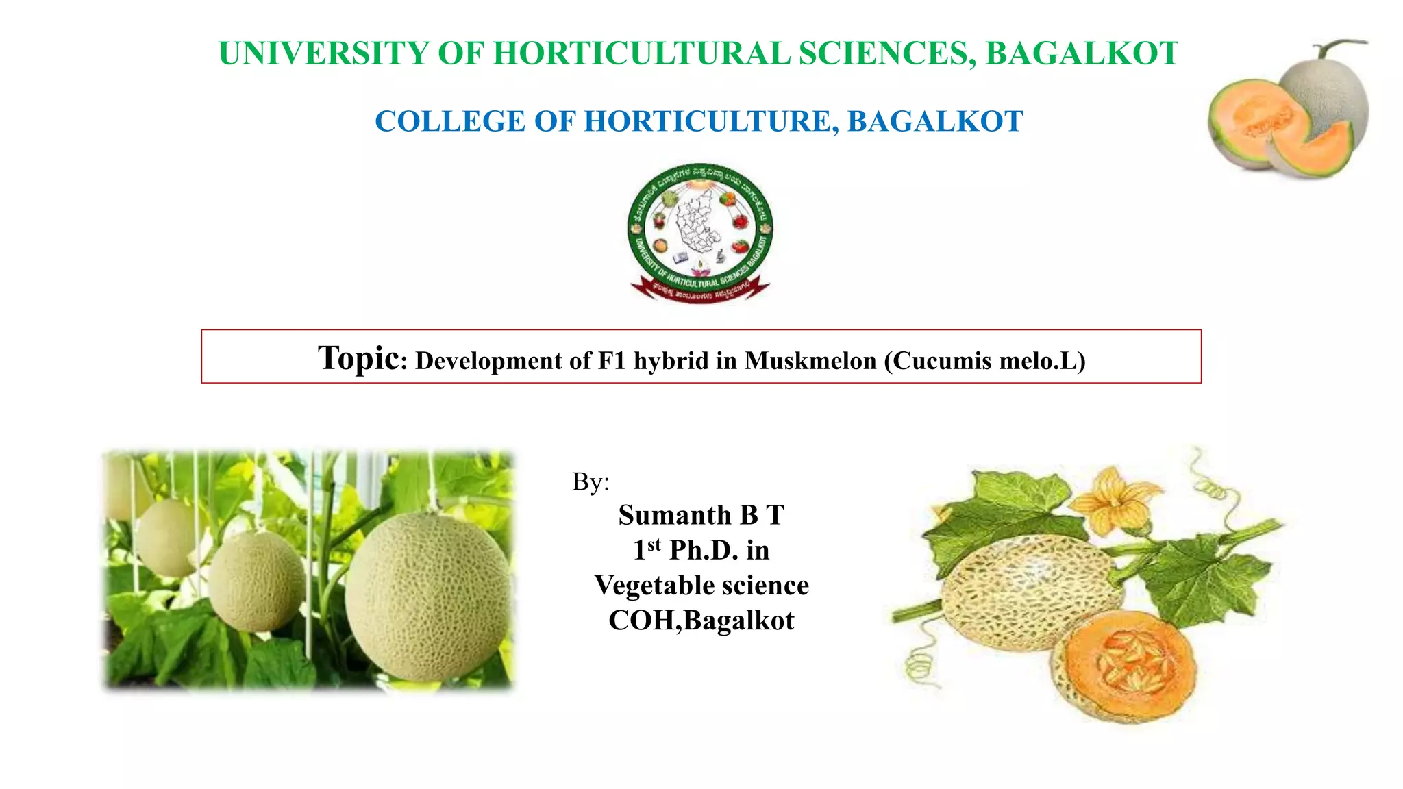 UNIVERSITY OF HORTICULTURAL SCIENCES, BAGALKOT
COLLEGE OF HORTICULTURE, BAGALKOT
Topic: Development of F1 hybrid in Muskmelon (Cucumis melo.L)
By:
Sumanth B T
1st Ph.D. in
Vegetable science
COH,Bagalkot