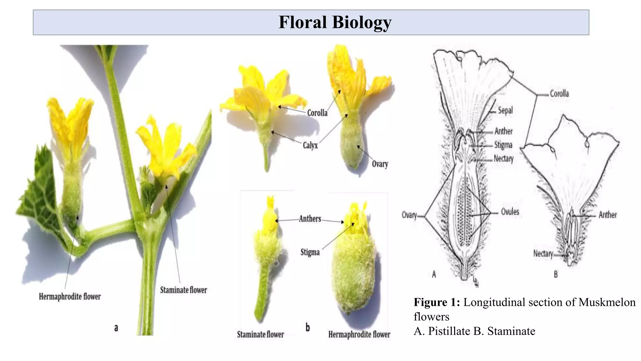 Floral Biology
Figure 1: Longitudinal section of Muskmelon
flowers
A. Pistillate B. Staminate