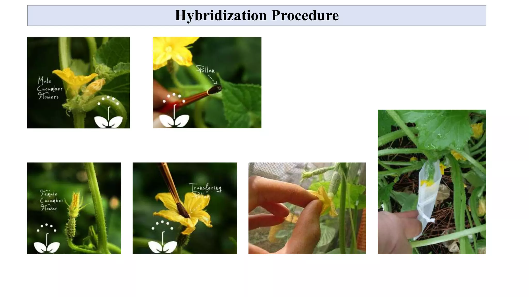 Hybridization Procedure
