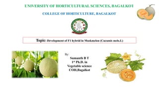 UNIVERSITY OF HORTICULTURAL SCIENCES, BAGALKOT
COLLEGE OF HORTICULTURE, BAGALKOT
Topic: Development of F1 hybrid in Muskmelon (Cucumis melo.L)
By:
Sumanth B T
1st Ph.D. in
Vegetable science
COH,Bagalkot
 