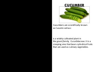 Cucumbers are scientifically known
as Cucumis sativus
is a widely cultivated plant in
the gourd family, Cucurbitaceae. It is a
creeping vine that bears cylindrical fruits
that are used as culinary vegetables.
CUCUMBER
 