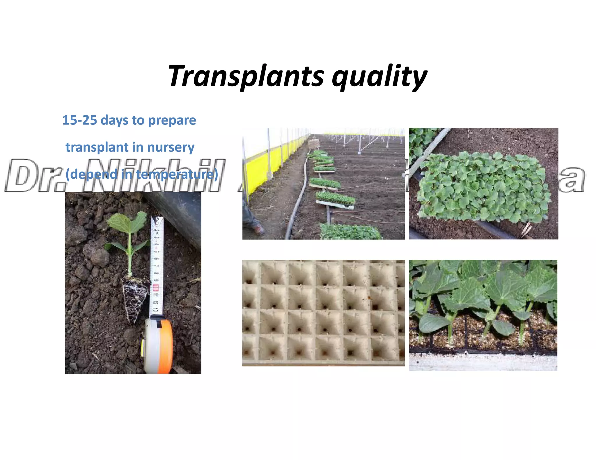Transplants quality
15-25 days to prepare
transplant in nursery
(depend in temperature)
 