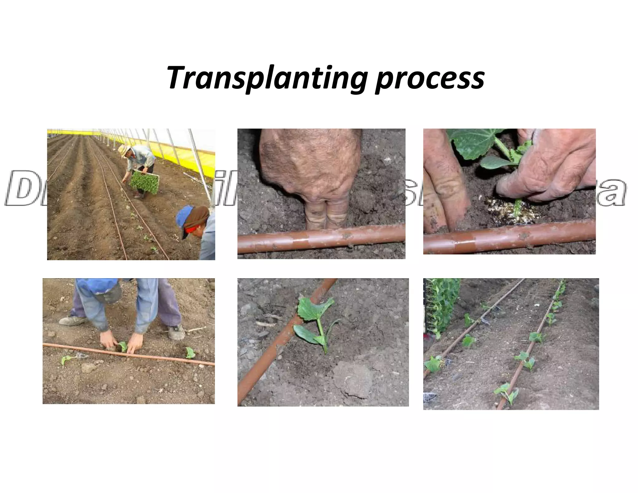 Transplanting process
 