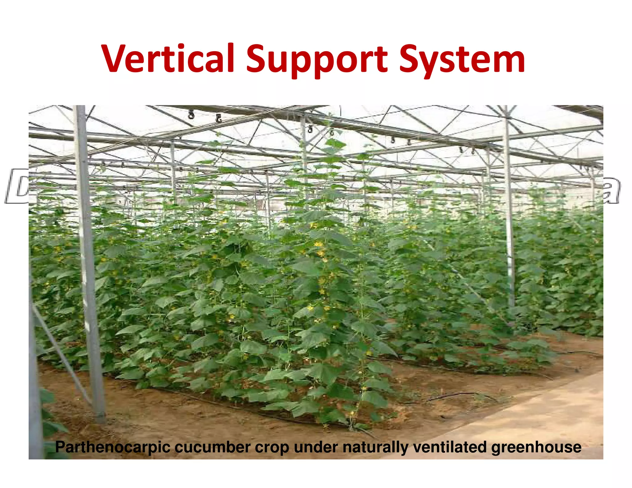 Vertical Support System
Parthenocarpic cucumber crop under naturally ventilated greenhouse
 