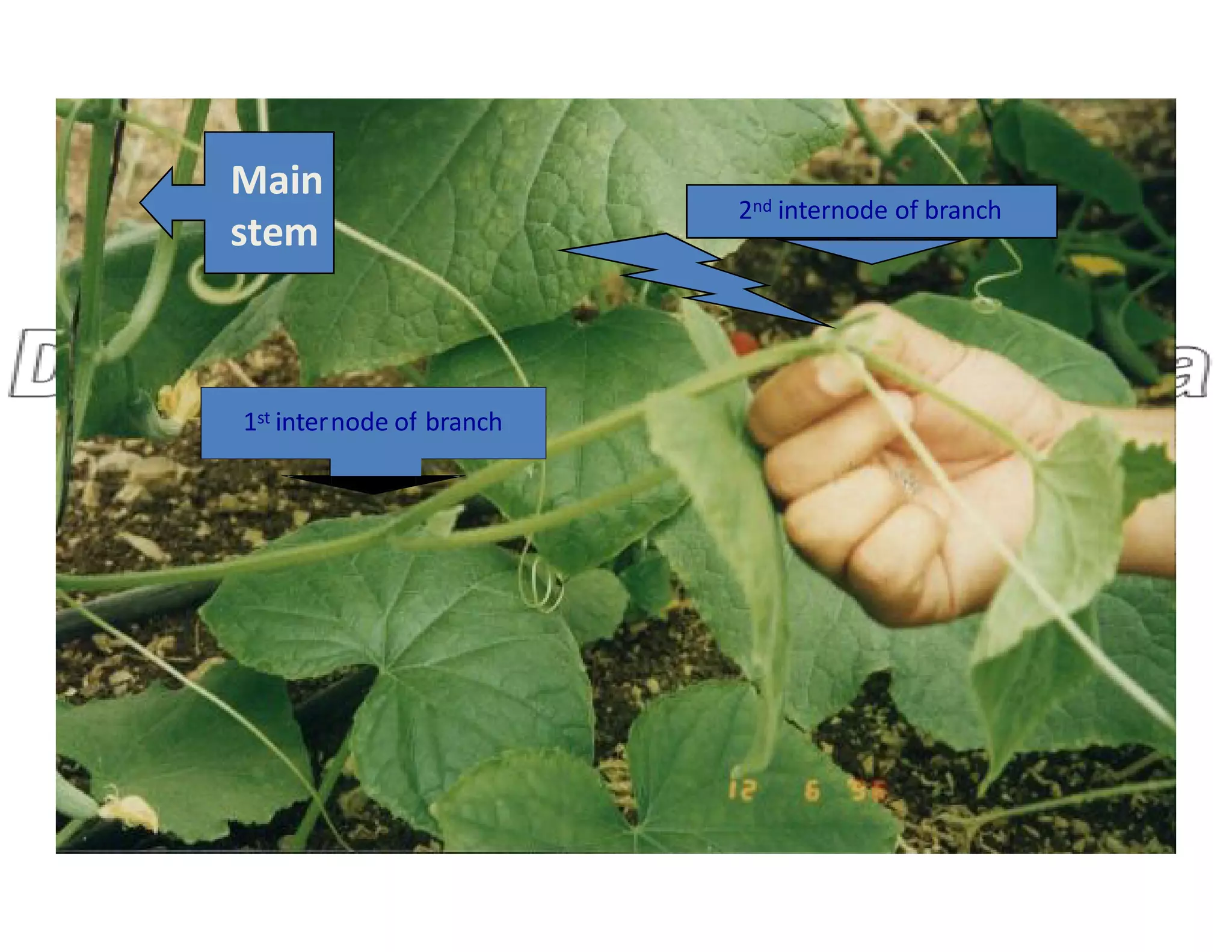 1st internode of branch
2nd internode of branch
Main
stem
 