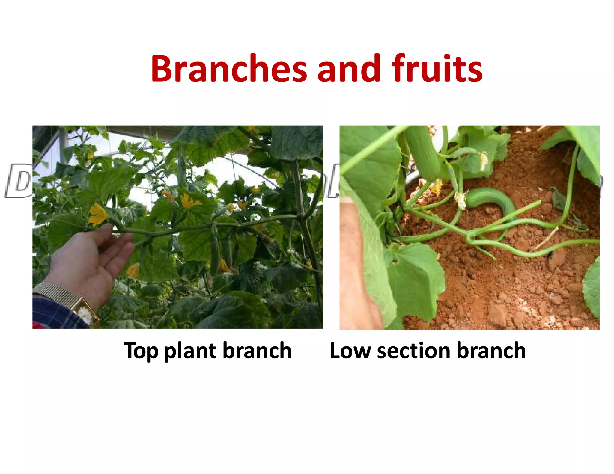 Branches and fruits
Top plant branch Low section branch
 