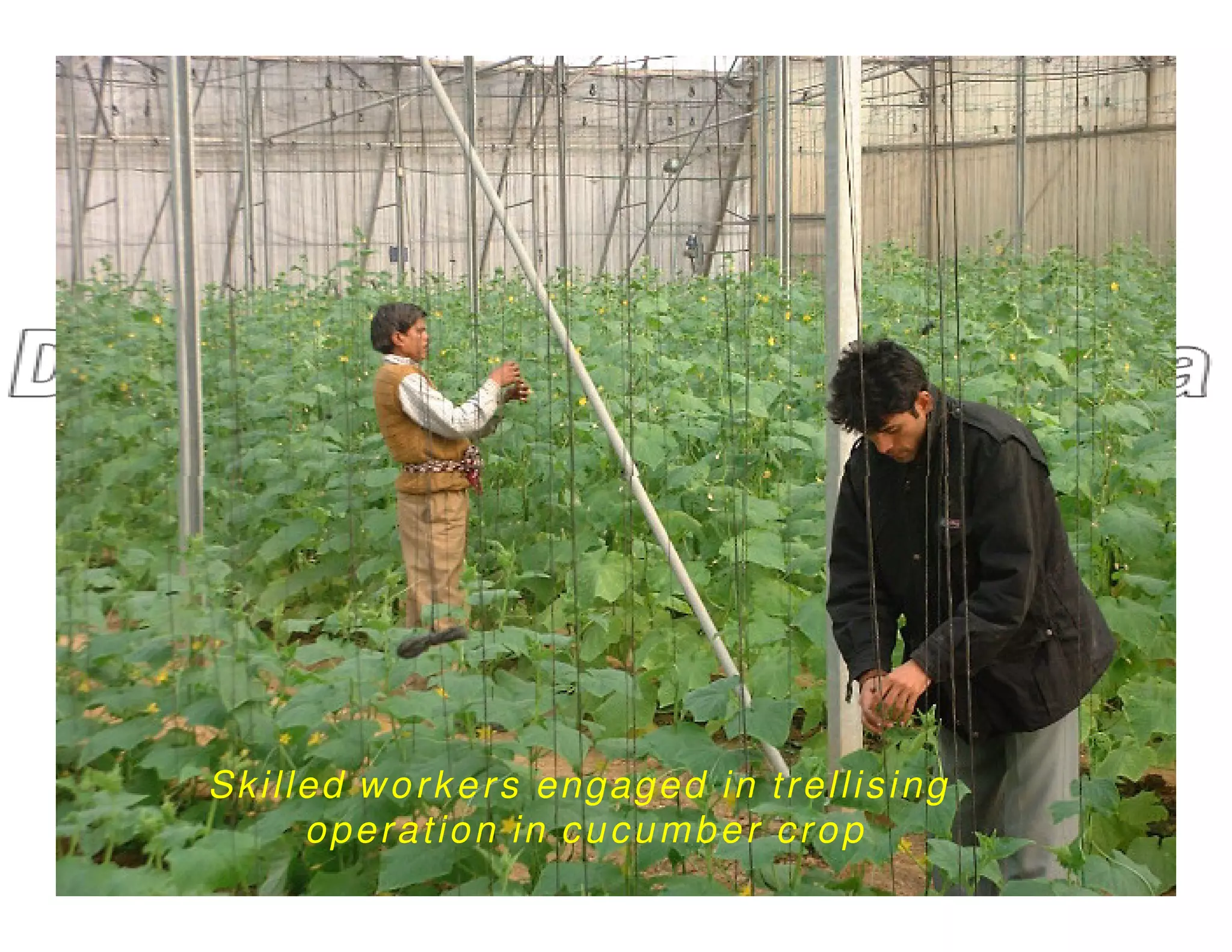 Skilled workers engaged in trellising
operation in cucumber crop
 
