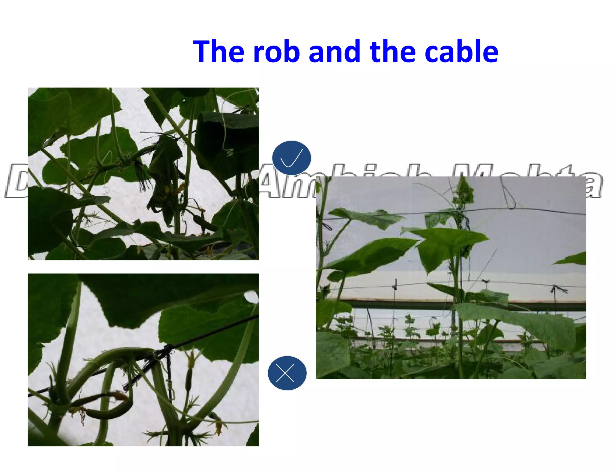 The rob and the cable
 