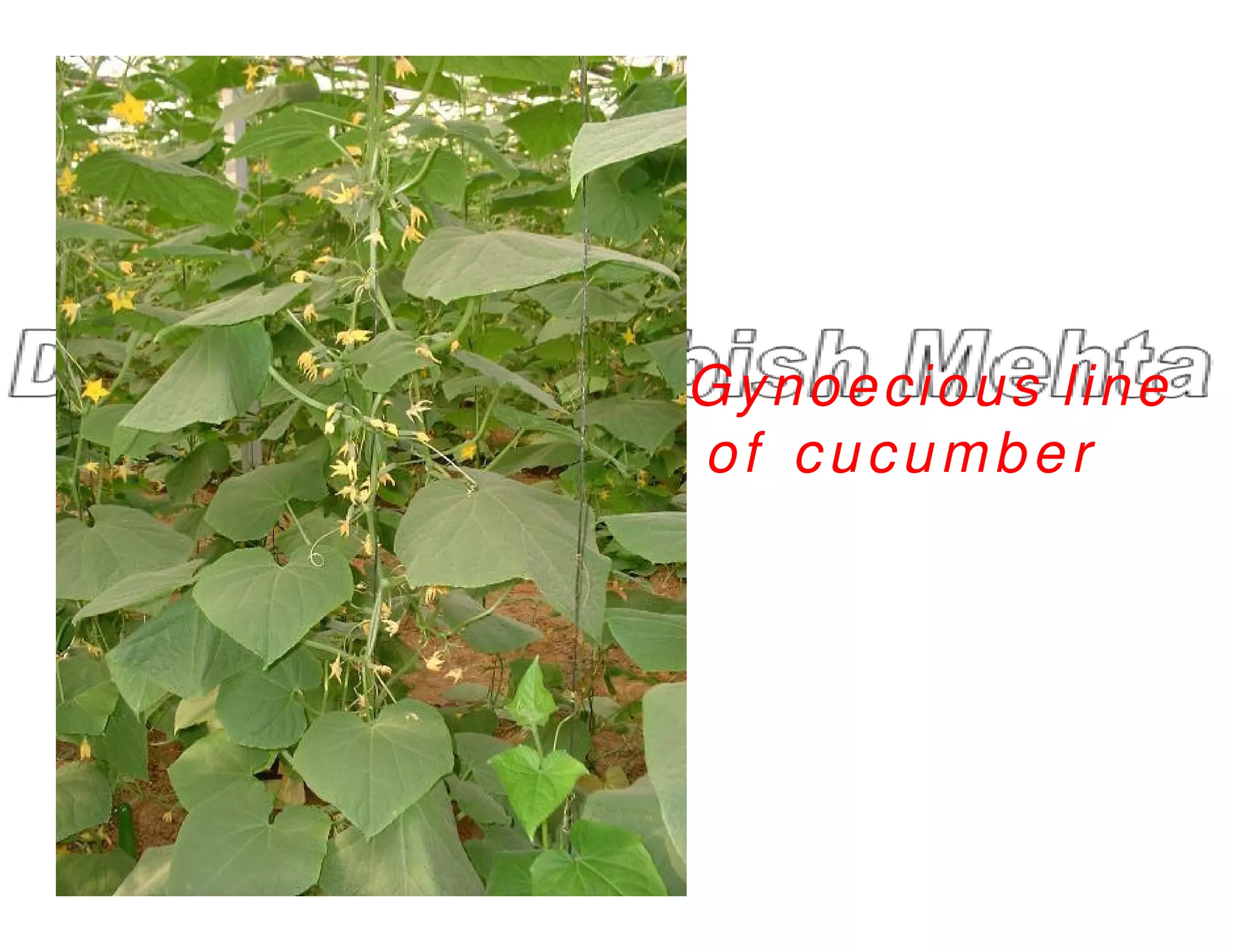 Gynoecious line
of cucumber
of cucumber
 