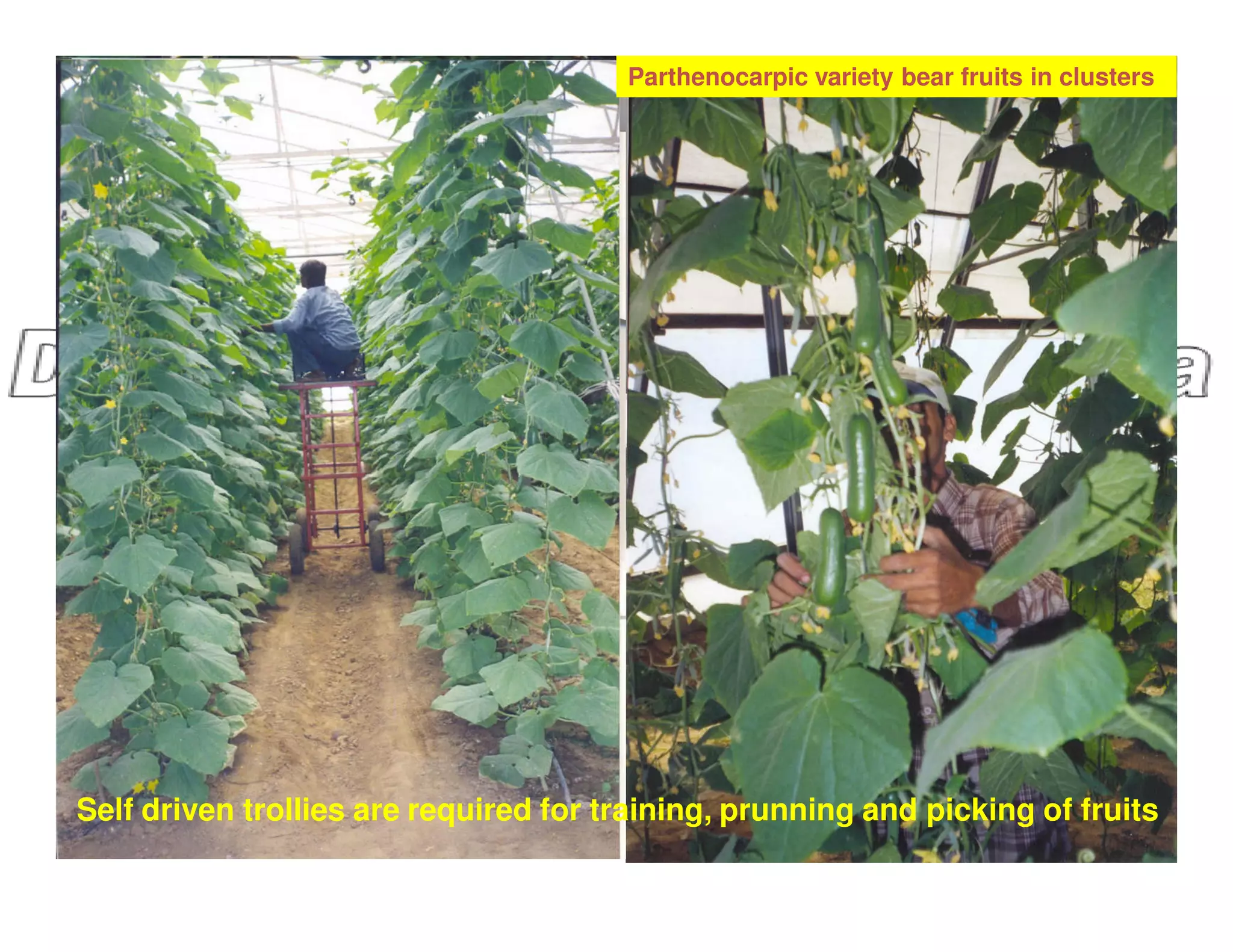 Parthenocarpic variety bear fruits in clusters
Self driven trollies are required for training, prunning and picking of fruits
 