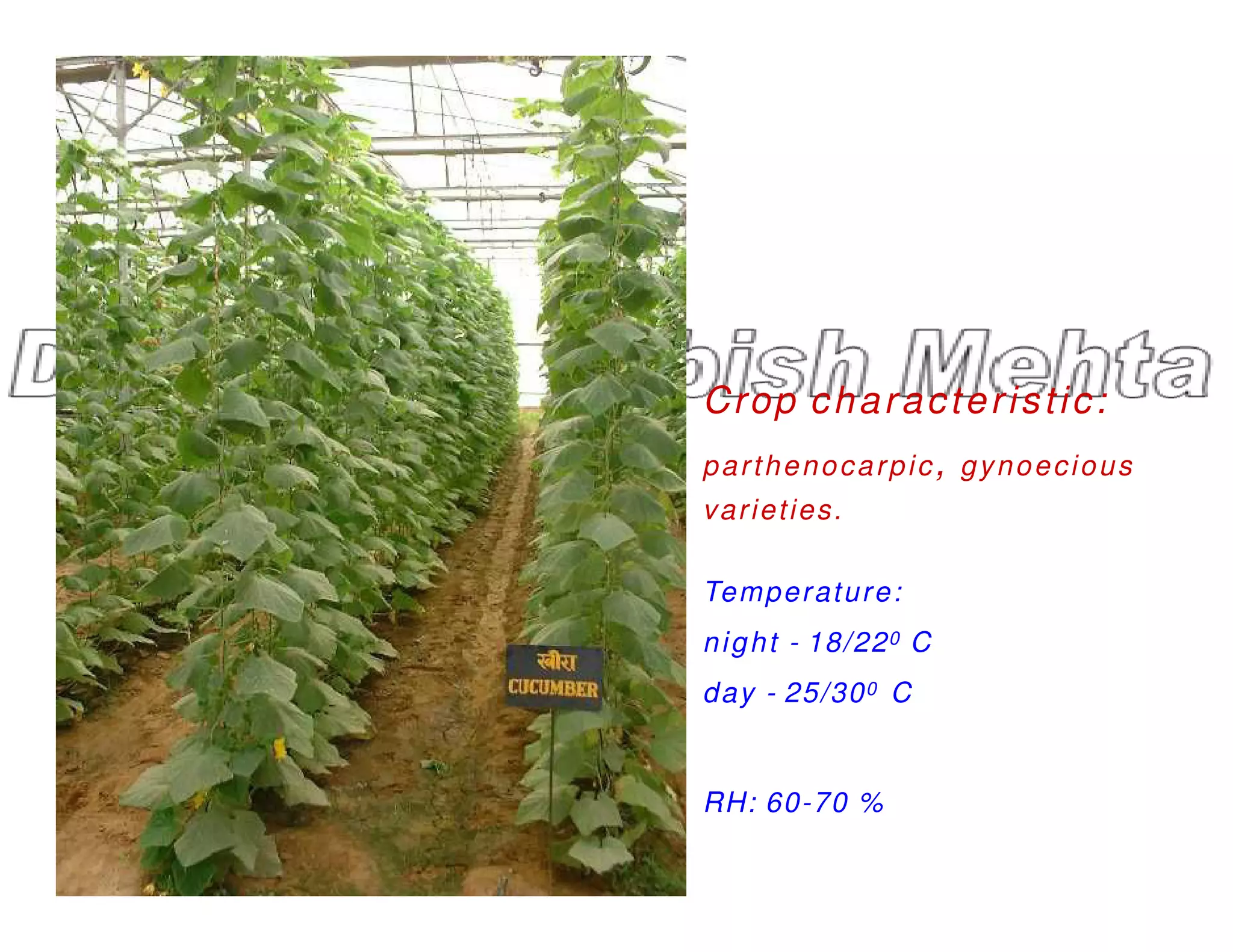 Crop characteristic:
parthenocarpic, gynoecious
parthenocarpic, gynoecious
varieties.
Temperature:
night - 18/220 C
day - 25/300 C
RH: 60-70 %
 
