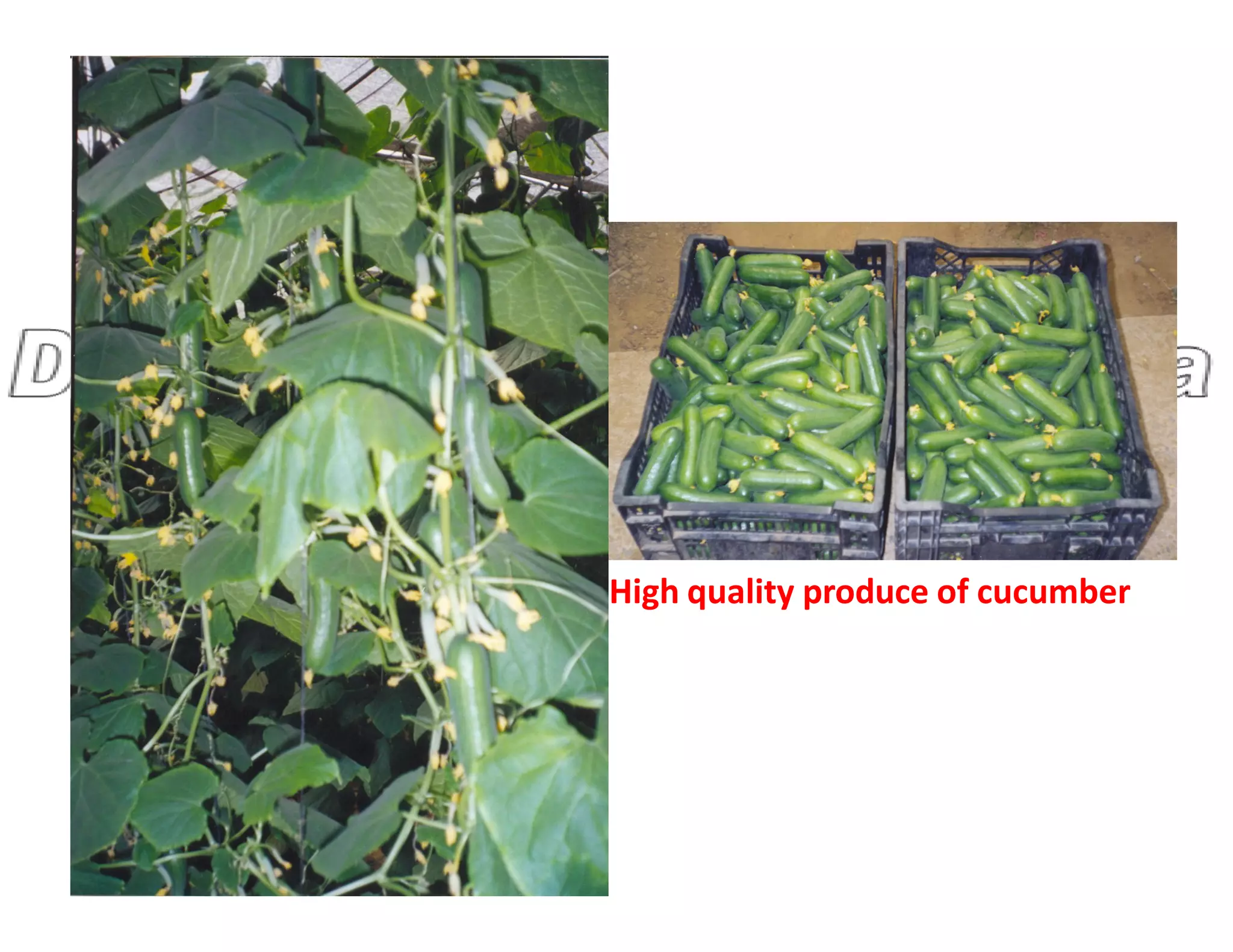 High quality produce of cucumber
 