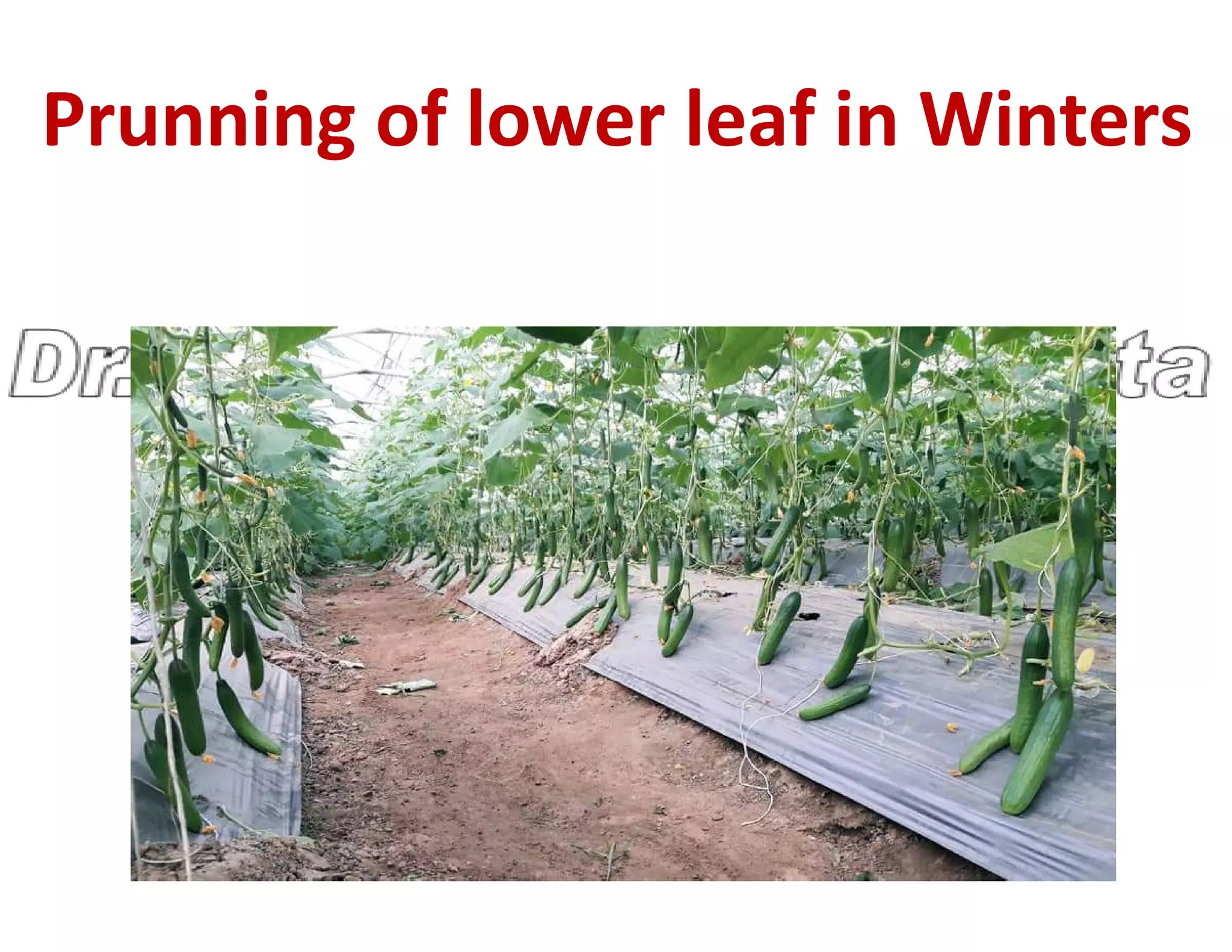 Prunning of lower leaf in Winters
 