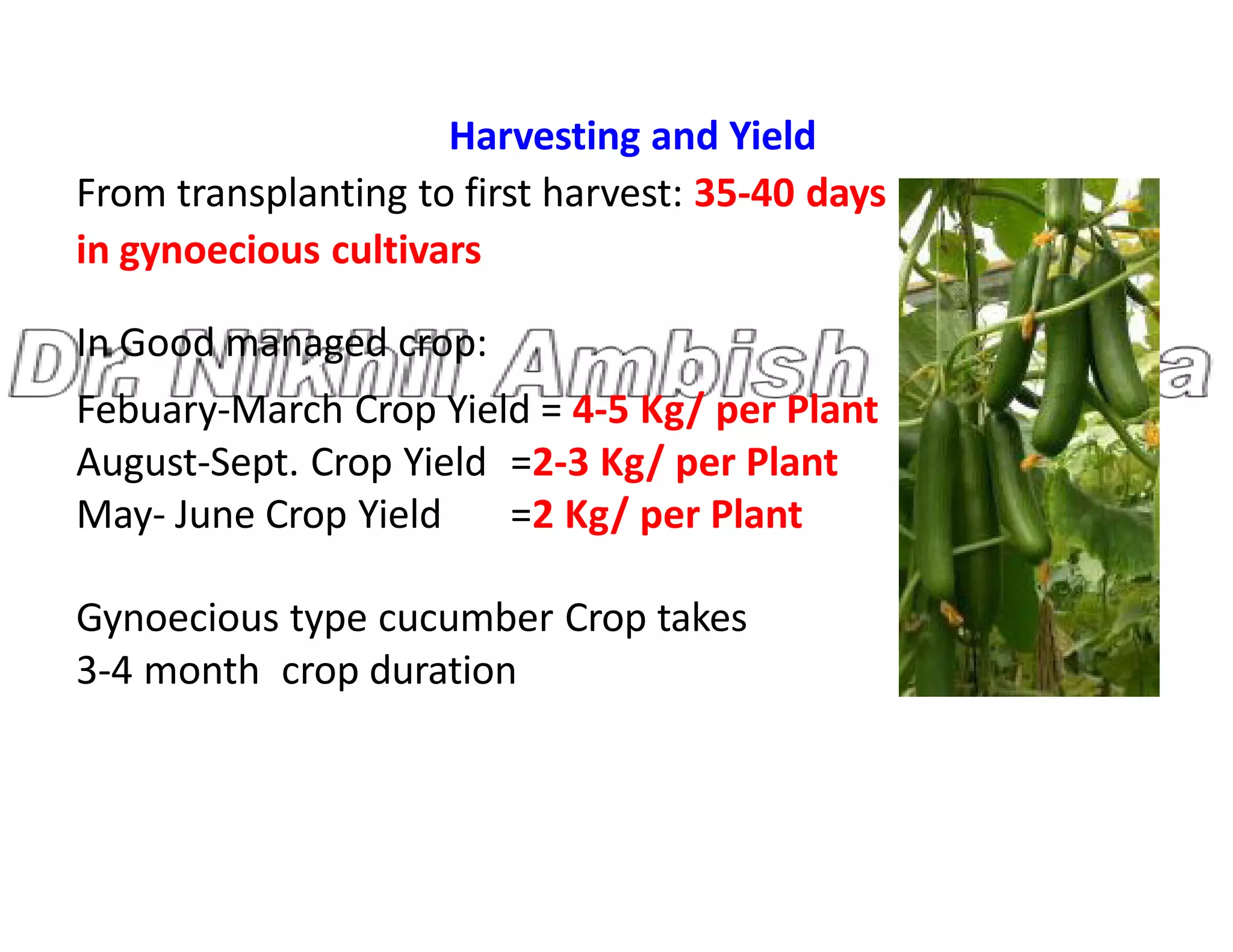 Harvesting and Yield
From transplanting to first harvest: 35-40 days
in gynoecious cultivars
In Good managed crop:
Febuary-March Crop Yield = 4-5 Kg/ per Plant
August-Sept. Crop Yield =2-3 Kg/ per Plant
August-Sept. Crop Yield =2-3 Kg/ per Plant
May- June Crop Yield =2 Kg/ per Plant
Gynoecious type cucumber Crop takes
3-4 month crop duration
 