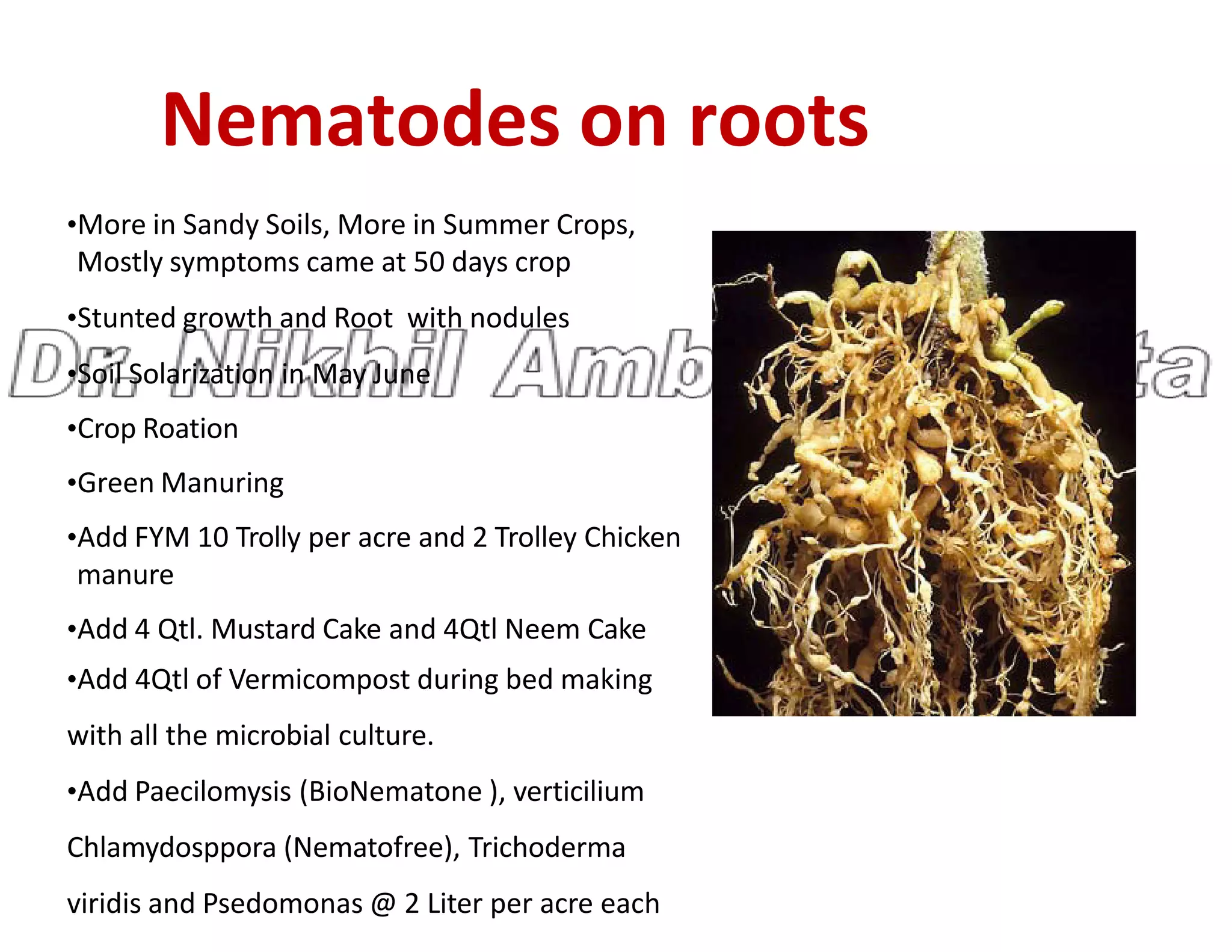 Nematodes on roots
•More in Sandy Soils, More in Summer Crops,
Mostly symptoms came at 50 days crop
•Stunted growth and Root with nodules
•Soil Solarization in May June
•Crop Roation
•Green Manuring
•Green Manuring
•Add FYM 10 Trolly per acre and 2 Trolley Chicken
manure
•Add 4 Qtl. Mustard Cake and 4Qtl Neem Cake
•Add 4Qtl of Vermicompost during bed making
with all the microbial culture.
•Add Paecilomysis (BioNematone ), verticilium
Chlamydosppora (Nematofree), Trichoderma
viridis and Psedomonas @ 2 Liter per acre each
 